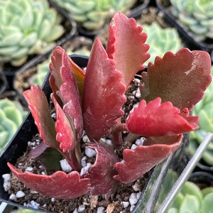 2 Kalanchoe longiflora Coccinea/ Tugela Cliff-kalanchoe live Succulent Plant 2 pot image 2