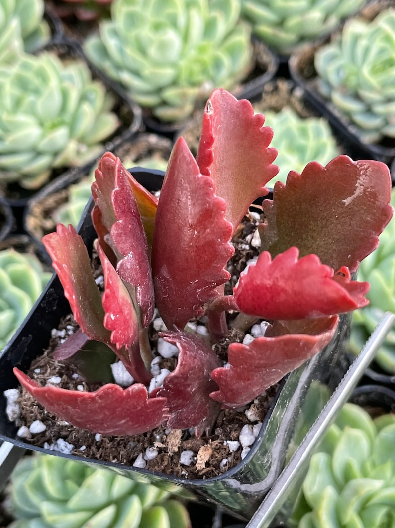 2 Kalanchoe longiflora Coccinea/ Tugela Cliff-kalanchoe live Succulent Plant 2 pot image 2