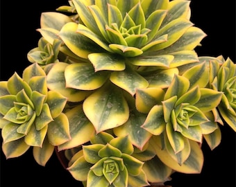 Aeonium ‘Floresens’ Variegated Succulent with Pink Edges –Rare Yellow & Green Rosette Rooted Live Succulent Plant in 2”, 5" Pot