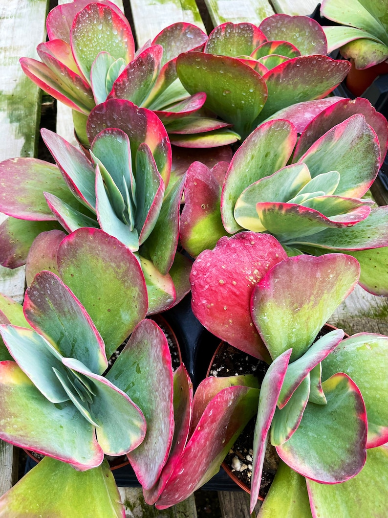 SucculentCreationz Kalanchoe Luciae