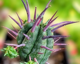 2" Euphorbia Ferox  Cactus,Euphorbia , live succulent plant,variegated cactus