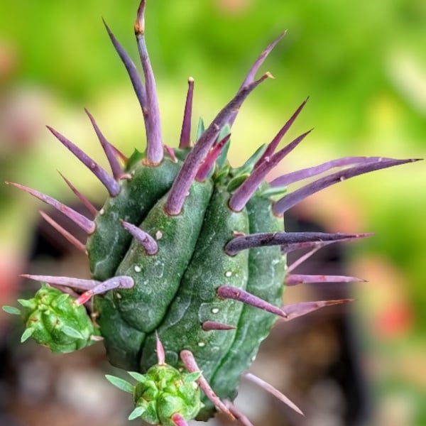 2" Euphorbia Ferox  Cactus,Euphorbia , live succulent plant,variegated cactus