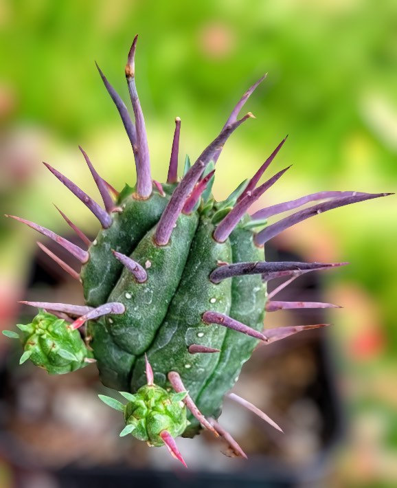 2" Euphorbia Ferox  Cactus,Euphorbia , live succulent plant,variegated cactus