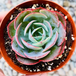 4” Rare Echeveria Museli/ Rare Korean Succulent Live Plant