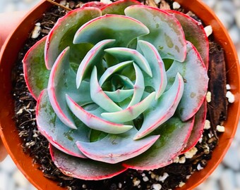 4" Rare Echeveria Museli / Plante vivante succulente coréenne rare