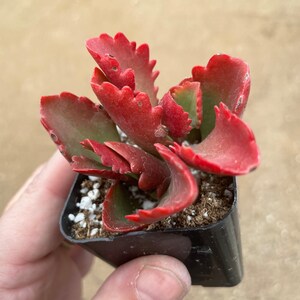 2 Kalanchoe longiflora Coccinea/ Tugela Cliff-kalanchoe live Succulent Plant 2 pot image 5