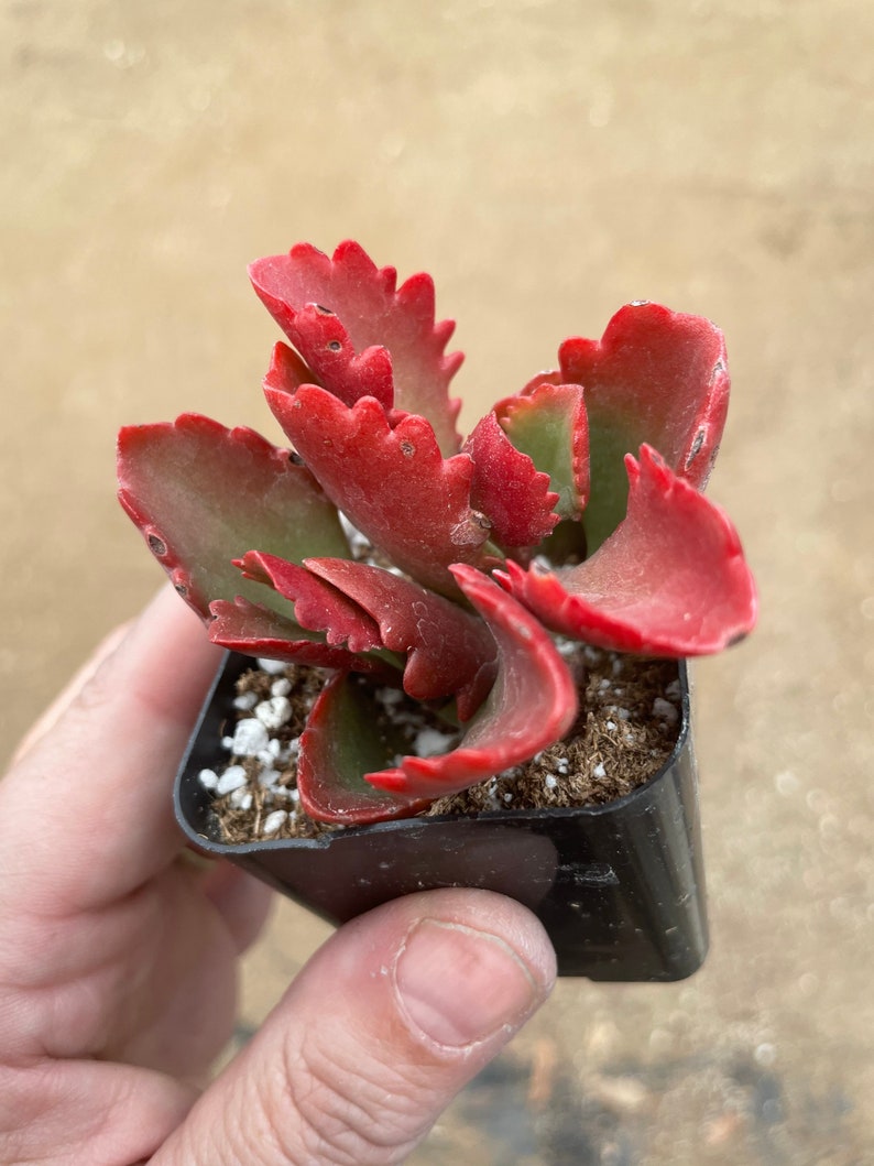 2 Kalanchoe longiflora Coccinea/ Tugela Cliff-kalanchoe live Succulent Plant 2 pot image 5