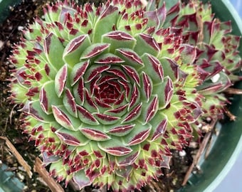 Sempervivum Calcareum Cold Hardy live plant 2” & 4" pot