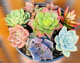 6” Succulent Rainbow Bowl rooted plants Day Gift/ Gift