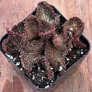 2.5” Euphorbia Flanaganii F. Cristata Medusa’s Head Crestef form, green coral rooted
