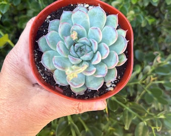 Echeveria Hercules Succulent Plant in 2