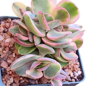 Crassula Variegated Money Maker, Crassula atropurpurea va. Muirii variegated Rooted Succulent Plant 2”, 4" & 6" image 10