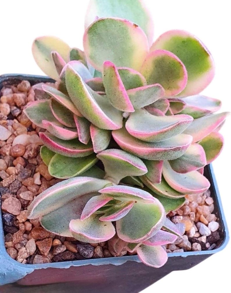 Crassula Variegated Money Maker, Crassula atropurpurea va. Muirii variegated Rooted Succulent Plant 2”, 4" & 6" image 10