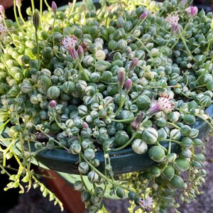 May include: A close-up of a String of Pearls succulent plant in a green pot. The plant features small, round, green and white variegated leaves that resemble pearls. Delicate pink and white flowers bloom at the top of the plant.