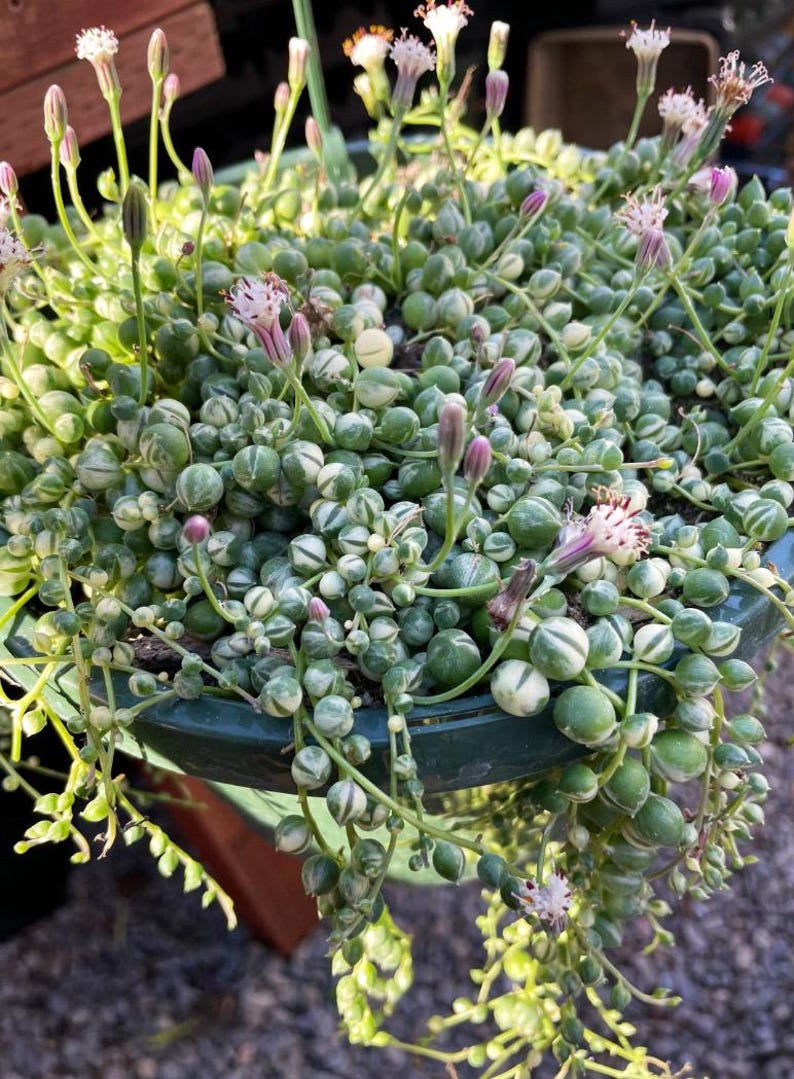 May include: A close-up of a String of Pearls succulent plant in a green pot. The plant features small, round, green and white variegated leaves that resemble pearls. Delicate pink and white flowers bloom at the top of the plant.