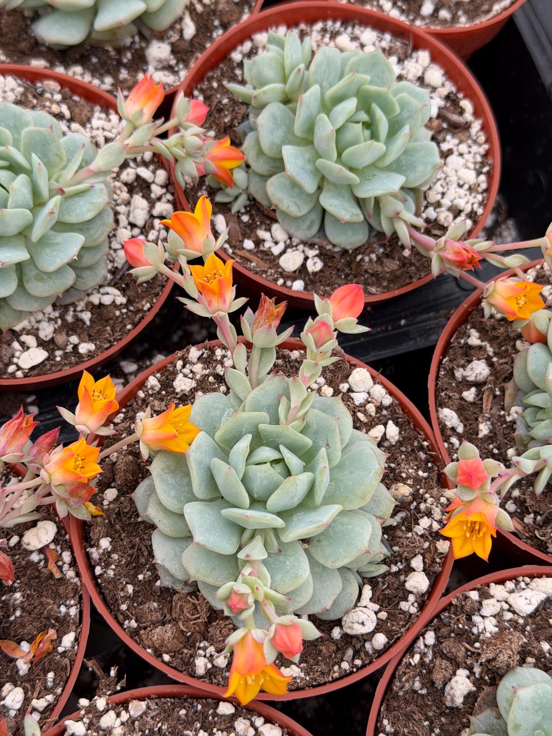 echeveria Painter’s Double Knee OVY Echeveria Derenbergii 'painted Lady'' Rooted Live Succulent Plant