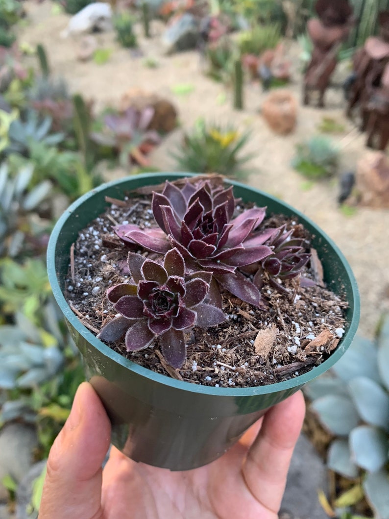 s 4\u201d pot .fl Cold Hardy Sempervivum Chocolate Kiss with offset