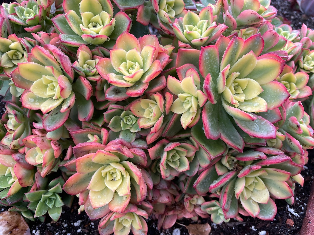 Aeonium Kiwi Rooted Succulent Live Plant in 2, 4, 6 Pot - Etsy