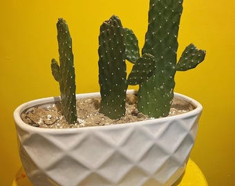 Road Kill Cactus | Spineless Opuntia | Great Succulents | Consolea  Rubescens Cactus Rooted Live Succulent Plant Different Sizes - Etsy
