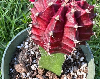 4” Moon Cactus Red| 4 inch pot |  Grafted Purple Moon Cactus - Gymnocalycium mihanovichii Hibotan| Live Cactus Plant | Small Cactus |