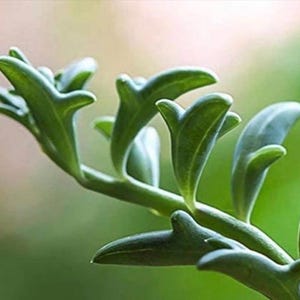 May include: Close-up of a green succulent plant with unique, curved leaves. The leaves are a vibrant green color and have a smooth texture. The plant's stem is also visible, with a natural, organic appearance. The background is blurred, highlighting the plant.