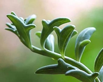 Senecio Peregrinus, String of Dolphin Rooted Live Succulent Plant in 2”, 4”, 6” Pot