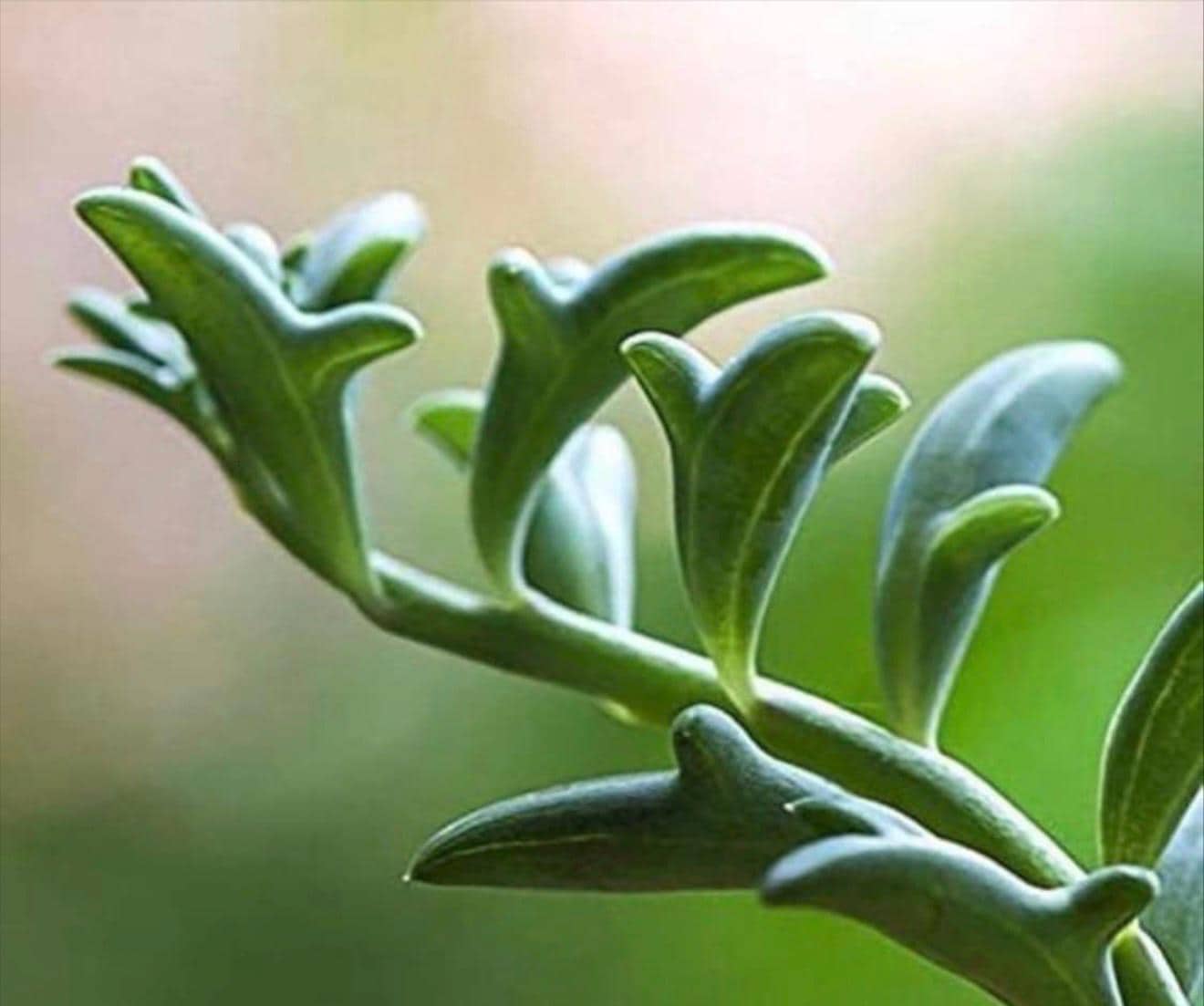 ゴリラ T. Succulent Form × Nizanda＋おまけ ゴリラ T. Succulent Form × Nizanda＋おまけ String of Tears Senecio