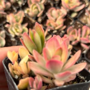 May include: A small succulent plant with green and red leaves in a black plastic pot. The plant is a popular choice for home decor and is known for its low-maintenance care.