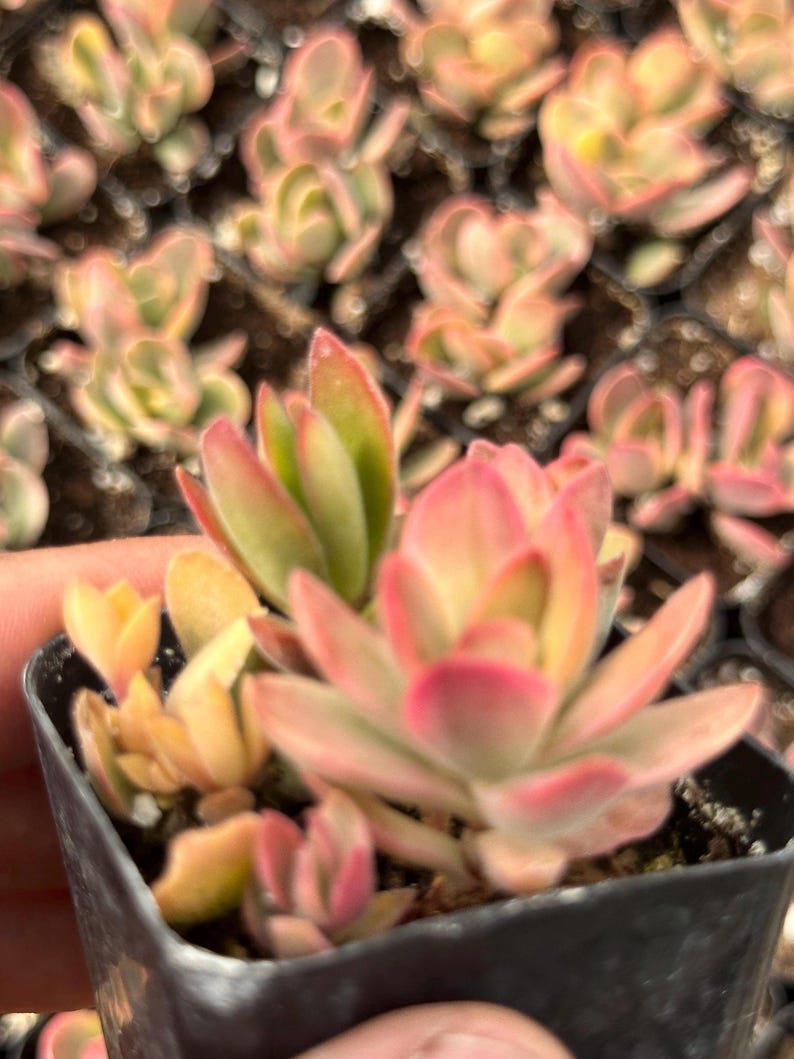 May include: A small succulent plant with green and red leaves in a black plastic pot. The plant is a popular choice for home decor and is known for its low-maintenance care.