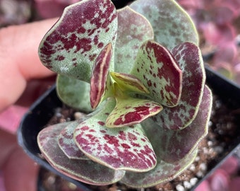 2" Rare Succulent-Adromischus Maculatus Live Succulent Plant