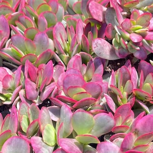 Pink Jade Plant - Etsy