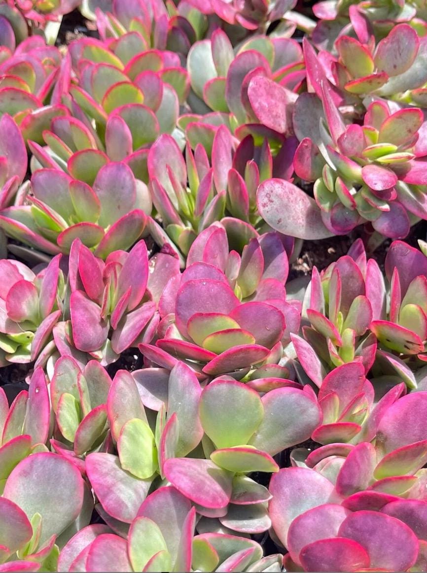 Crassula Platyphylla Pink Jade