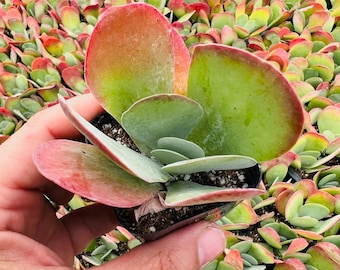Paddle Plant, Flapjacks Red Pancakes Succulent Plant, Kalanchoe