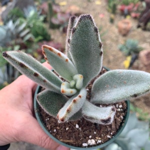 4 Kalanchoe Tomentosa Panda Succulent Plant 4 pot image 1