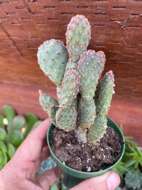 Mini Cinnamon Cactus Opuntia Rufiada Minima Rare Succulent Live Plant Cactus  Indoor/outdoor Cactus Rooted Live Plant in 2, 4 Pot - Etsy Denmark