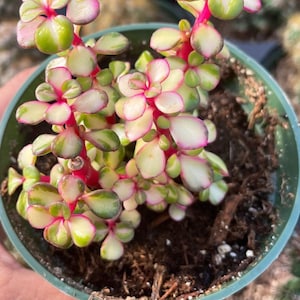 Rare Variegated Pink Elephant Bush, Portulacaria Afra Variegata Live Rooted Succulent Plant 2” & 4" pot