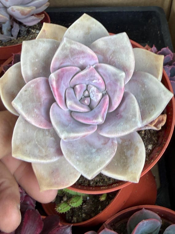 Graptopetalum Purple Delight, Graptoveria Rooted Live Succulent Plant in  2, 4 Pot - Etsy