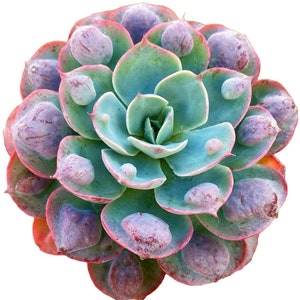 6” Echeveria Raindrop Succulent Plant