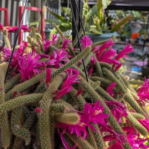 Rat Tail Cactus Plant: Aporocactus Flagelliformis Rooted Live