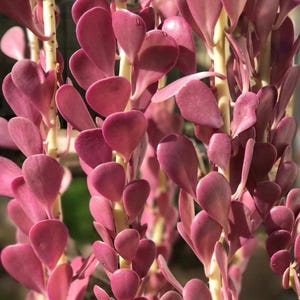 May include: Close-up of a succulent plant with thick, heart-shaped, deep pink leaves. The leaves grow along pale yellow stems. The plant has a lush, textured appearance, with multiple stems visible. The image is well-lit, highlighting the plant's vibrant color and form.