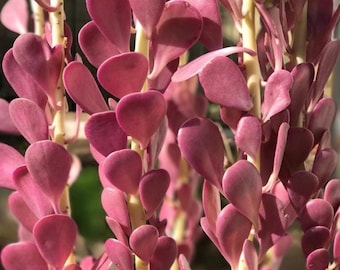 Weeping Jade, Trailing Jade, Variegated Succulent, Home Decor Plant, Homewarming Gift in 2", 4'', 6''