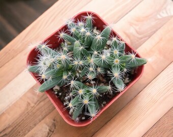 2” Trichodiadema Densum