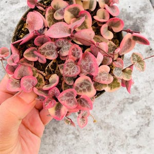 String of Hearts Variegated | VSOH | Ceropegia woodii | String of Hearts | Cuttings, 2", 4", 6", Topiary