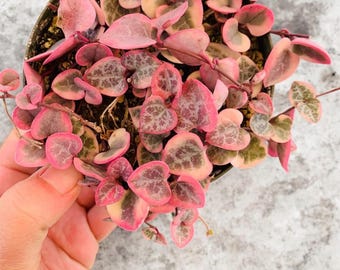 String of Hearts Variegated | VSOH | Ceropegia woodii | String of Hearts | Cuttings, 2", 4", 6", Topiary