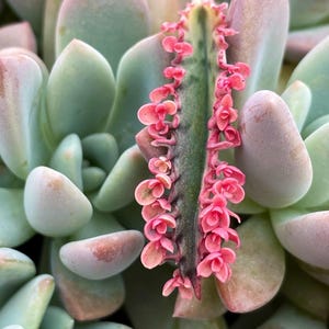 Kalanchoe Pink Butterfly, rare succulent, variegated succulent, live rooted plant in 2", 4" and 6" pot afbeelding 13