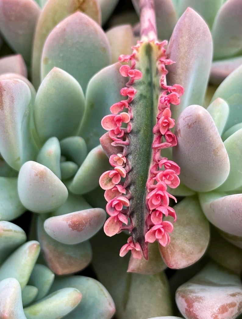 Kalanchoe Pink Butterfly, rare succulent, variegated succulent, live rooted plant in 2", 4" and 6" pot afbeelding 13