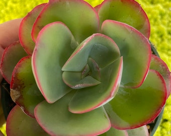 4" Rare Echeveria Pacific Green Pearl Succulent Plant 4" pot