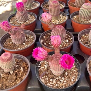 8" Rainbow Hedgehog Cactus (Echinocereus rigidissimus)  4” tall 2-2 1/2 inches wide