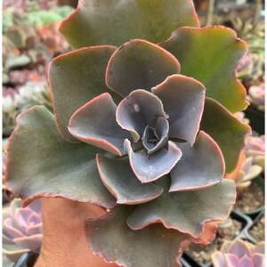 Rare Echeveria Brilliant Succulent Plant 5&quot; pot