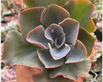Rare Echeveria Brilliant Rooted Live Succulent Plant In 5" Pot